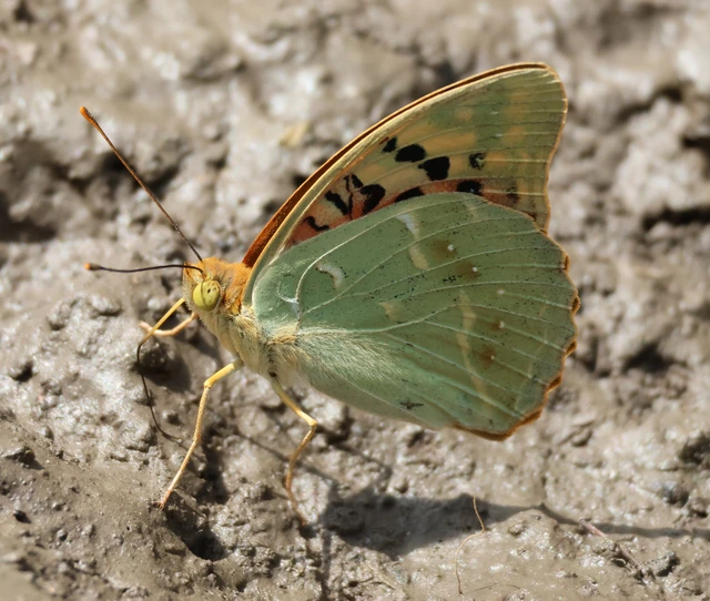 Argynnis pandora - zöldes gyöngyházlepke