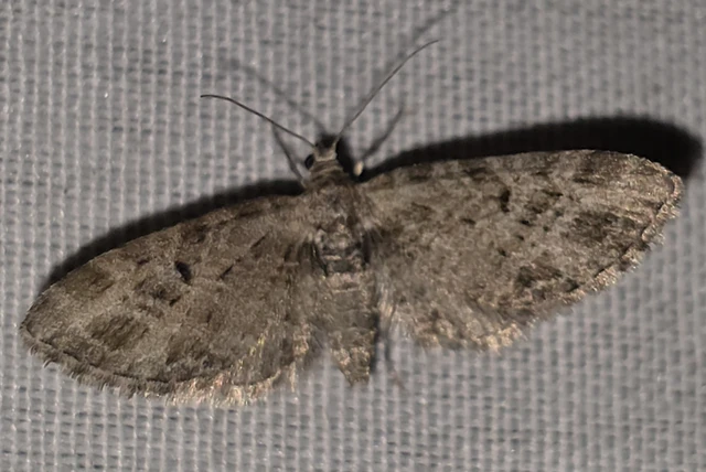 Eupithecia exiguata - sugaras törpearaszoló