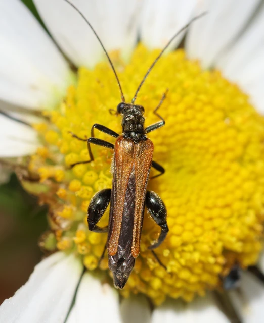 Oedemera femorata - sárgahátú álcincér