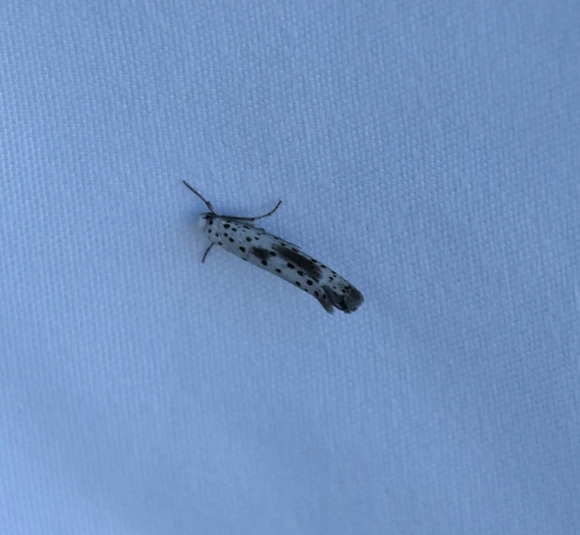 Yponomeuta irrorella - pókhálós kökénymoly