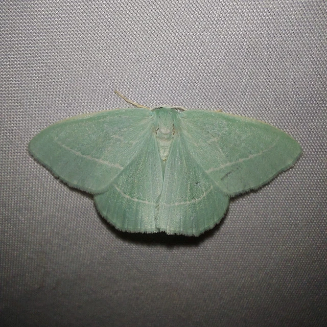 Hemistola chrysoprasaria - kékes zöldaraszoló