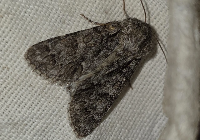 Acronicta auricoma - aranyos szigonyosbagoly