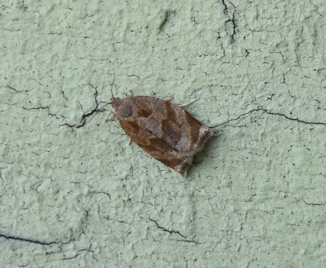 Archips crataegana - cseresznyeilonca
