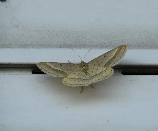 Tephrina arenacearia - lucerna-araszoló
