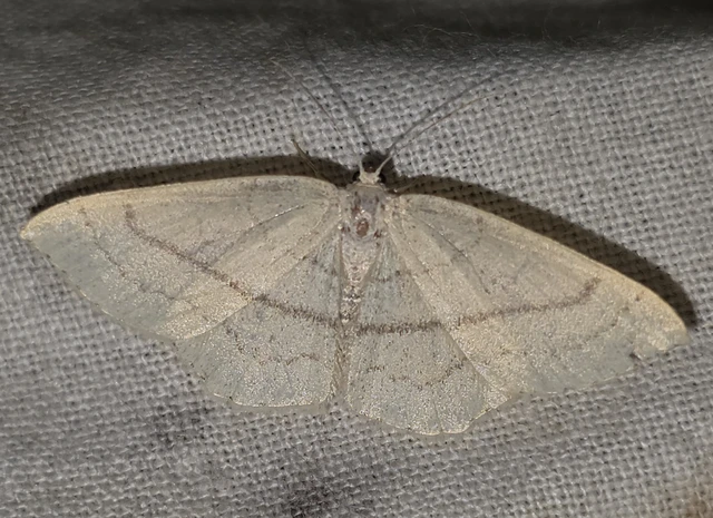 Cyclophora linearia - vonalas pettyesaraszoló