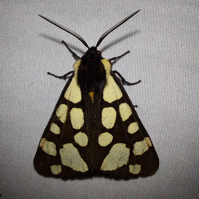 Arctia villica - fekete medvelepke