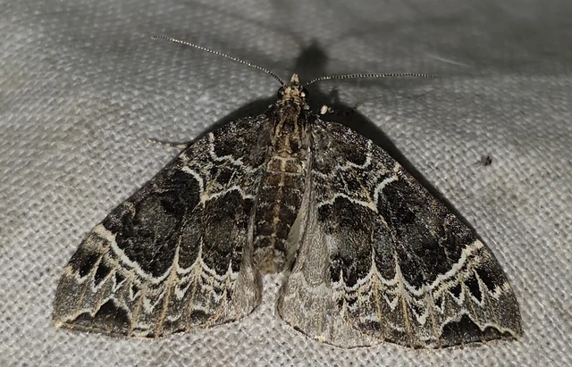 Ecliptopera silaceata - barna tarkaaraszoló