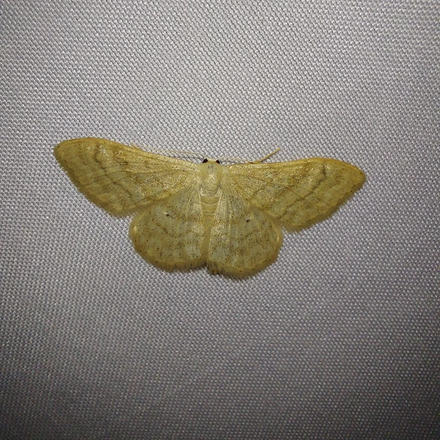 Idaea deversaria - egyszínű sávosaraszoló