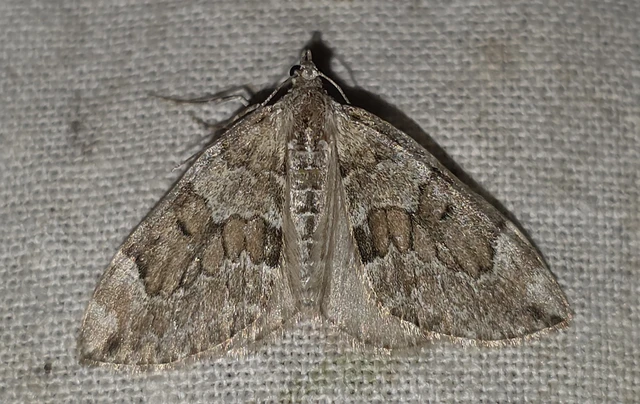 Thera variata/britannica