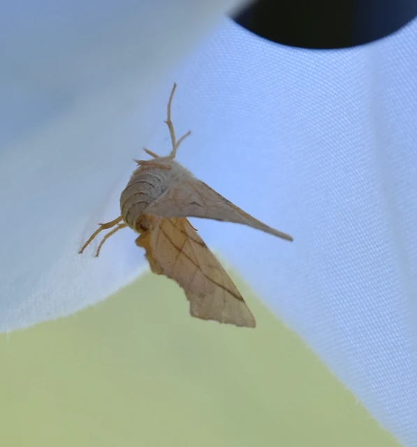Ennomos erosaria - hársfa-levélaraszoló