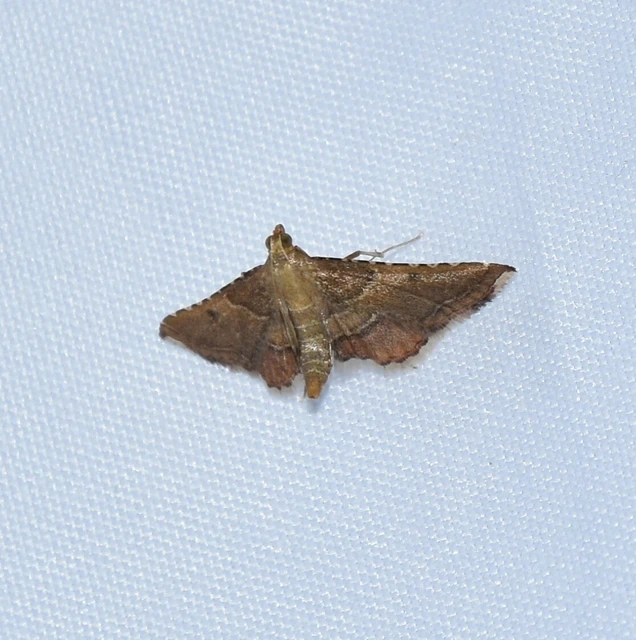 Endotricha flammealis - tüzesszárnyú fényilonca