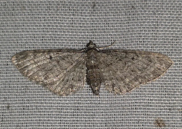 Eupithecia subfuscata - magaskórós-törpearaszoló