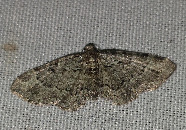 Pasiphila chloerata - hamvas törpearaszoló