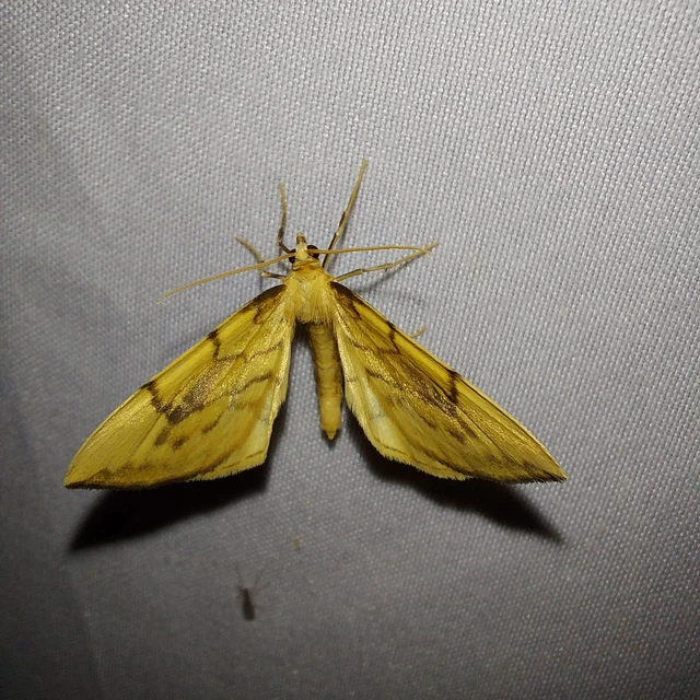 Eulithis pyraliata - sárga galajaraszoló
