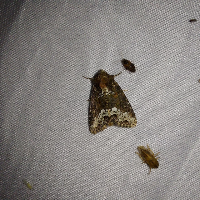 Oligia strigilis - kormos dudvabagoly