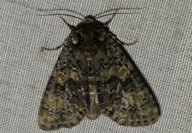 Craniophora ligustri - fagyalbagoly
