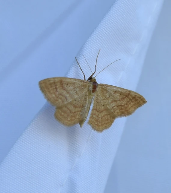 Idaea ochrata - okkerszínű sávosaraszoló