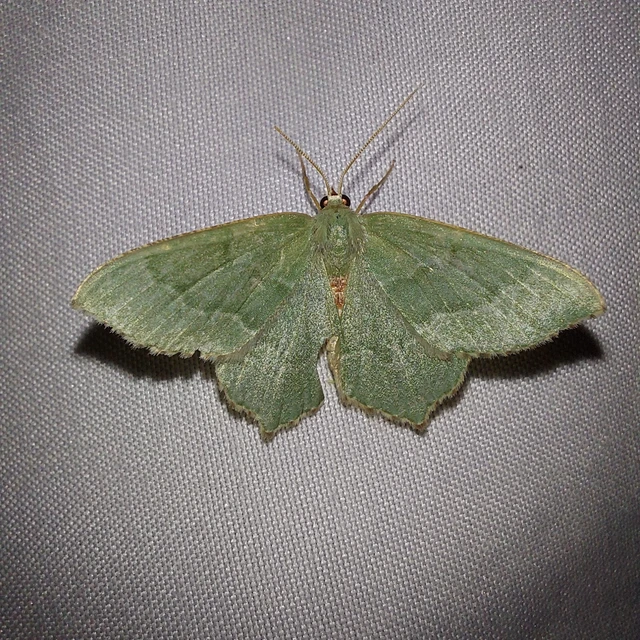 Hemithea aestivaria - nyír-zöldaraszoló
