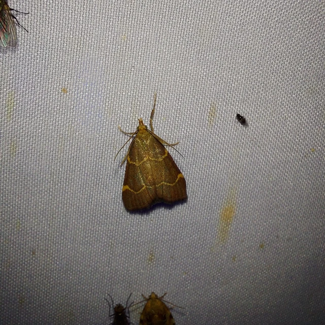 Hypsopygia rubidalis - vörös fényilonca