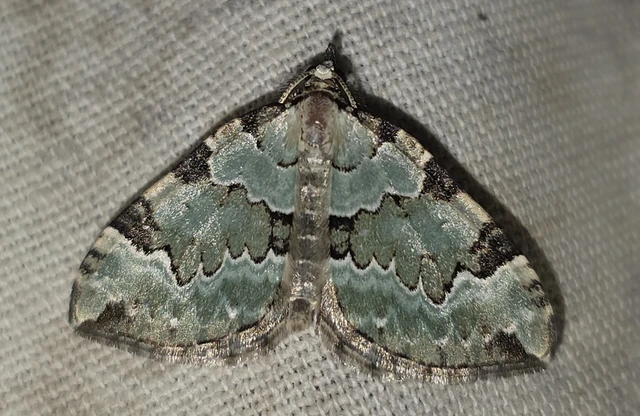 Colostygia pectinataria - zöld levélaraszoló