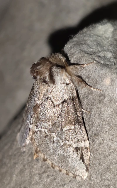 Drymonia obliterata - feketefoltos púposszövő