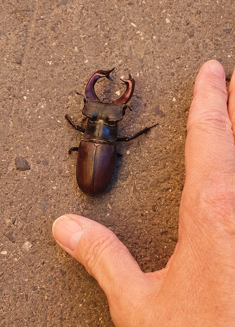 Lucanus cervus - nagy szarvasbogár