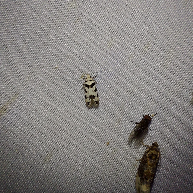 Pseudotelphusa scalella - moharágó sarlósmoly