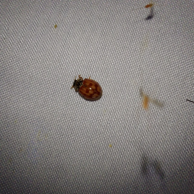 Harmonia quadripunctata - négypettyes katica