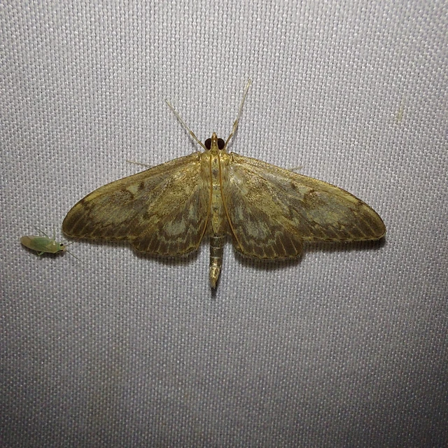 Anania lancealis - hosszúszárnyú tűzmoly