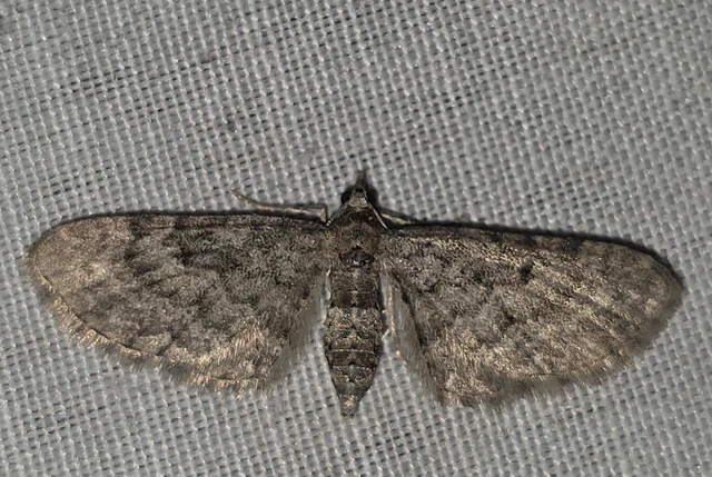 Eupithecia