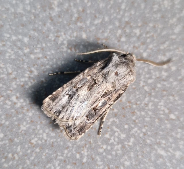 Agrotis bigramma - kétjegyű földibagoly