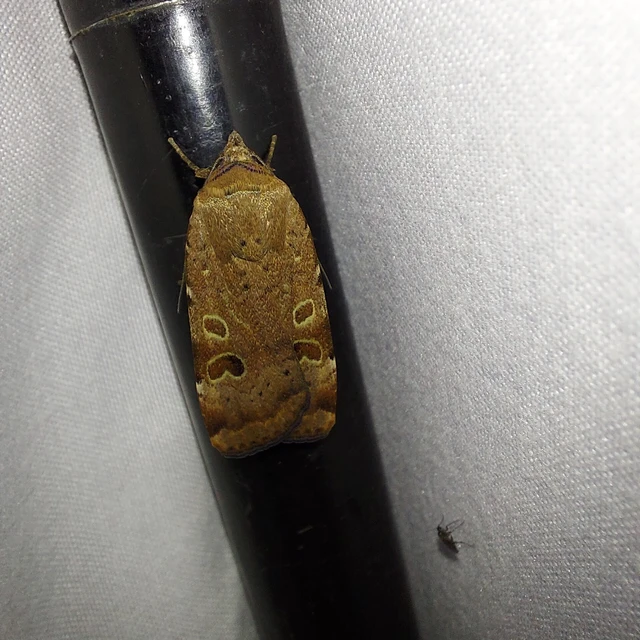 Noctua interposita - köztes sárgafűbagoly