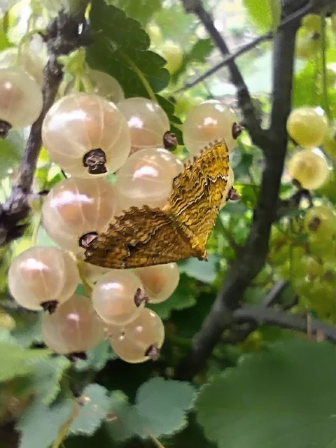 Camptogramma bilineata - kétvonalas sávosaraszoló