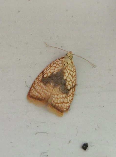 Acleris forsskaleana - juharos levélmoly