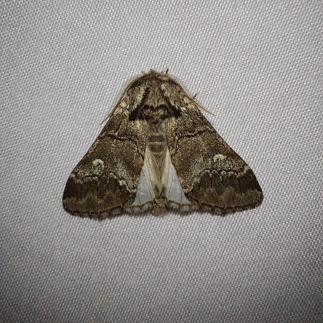 Drymonia querna - tölgyfa-púposszövő