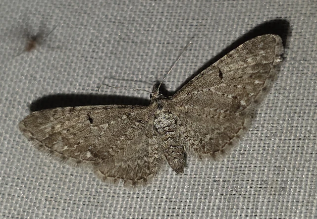 Eupithecia vulgata - közönséges törpearaszoló