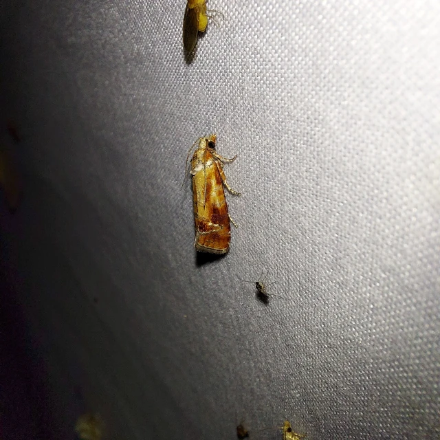 Rhyacionia buoliana - fenyőilonca