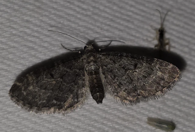 Eupithecia