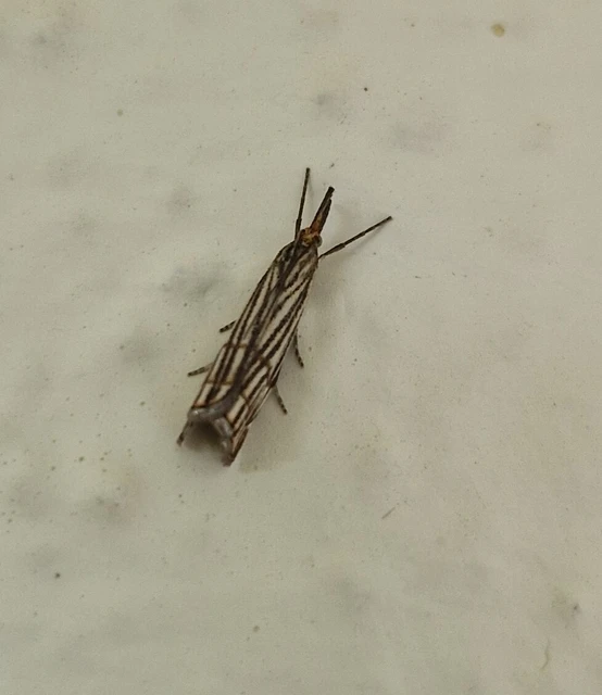 Chrysocramboides craterella - rácsos fűgyökérmoly