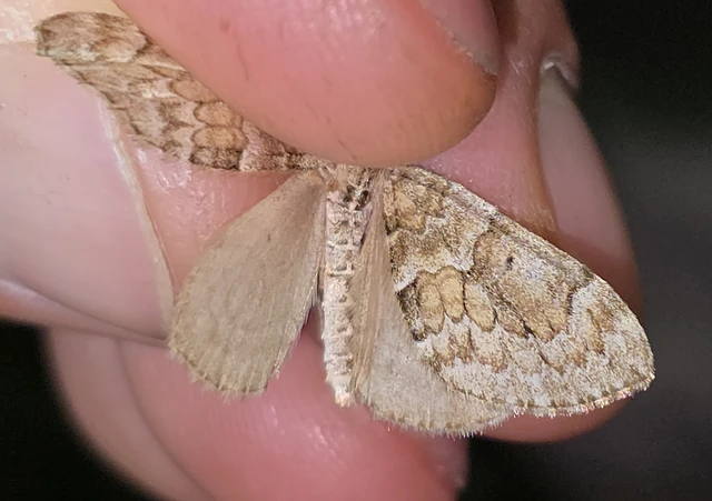 Thera variata/britannica