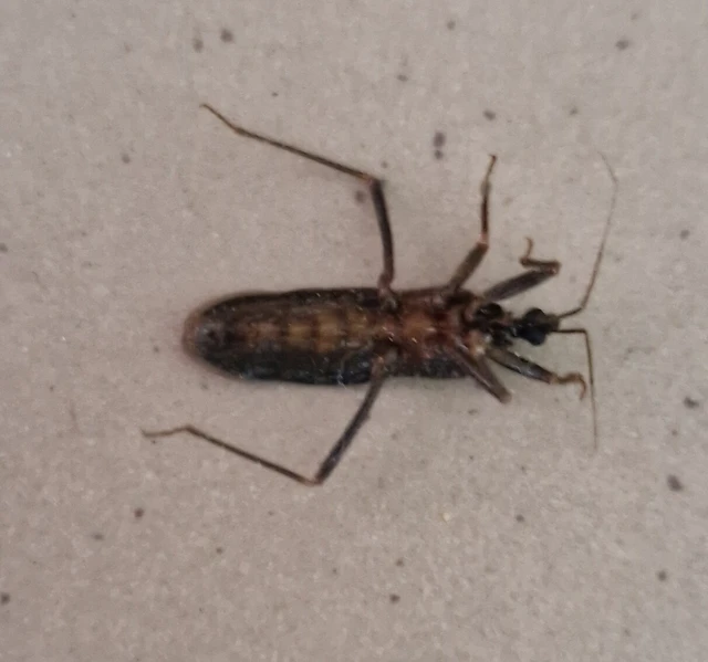 Reduvius personatus - szemetes zugpoloska