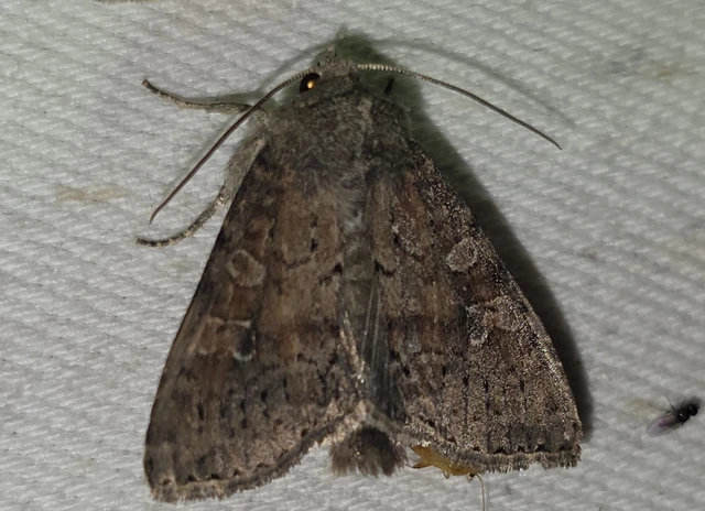 Parastichtis suspecta - sötét erdeibagoly