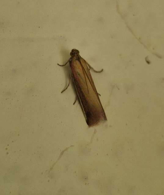 Oncocera semirubella - lucernamoly