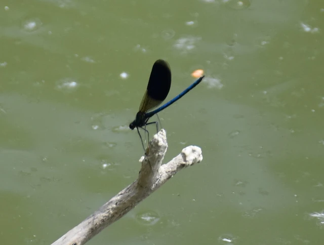 Calopteryx splendens - sávos szitakötő