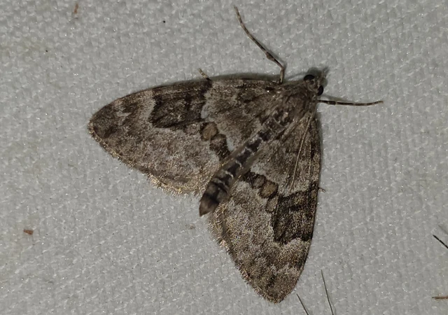 Thera variata/britannica