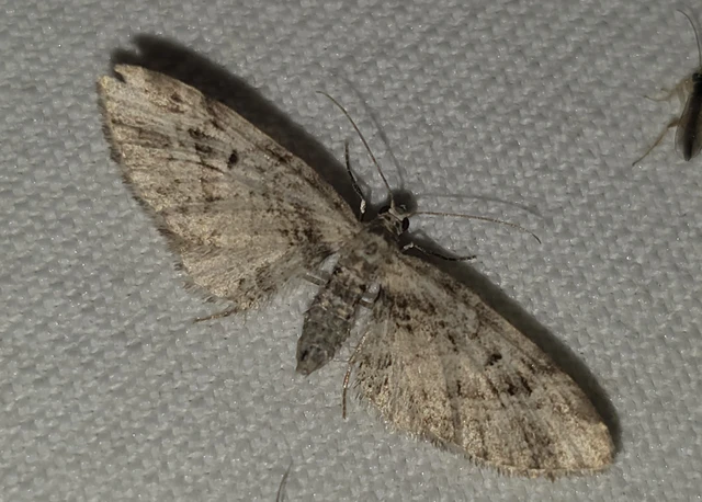 Eupithecia exiguata - sugaras törpearaszoló