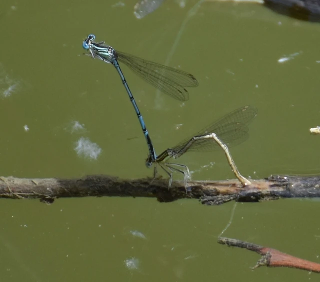 Platycnemis pennipes - széleslábú szitakötő