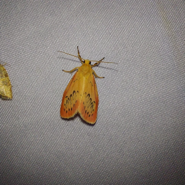 Miltochrista miniata - piros medvelepke
