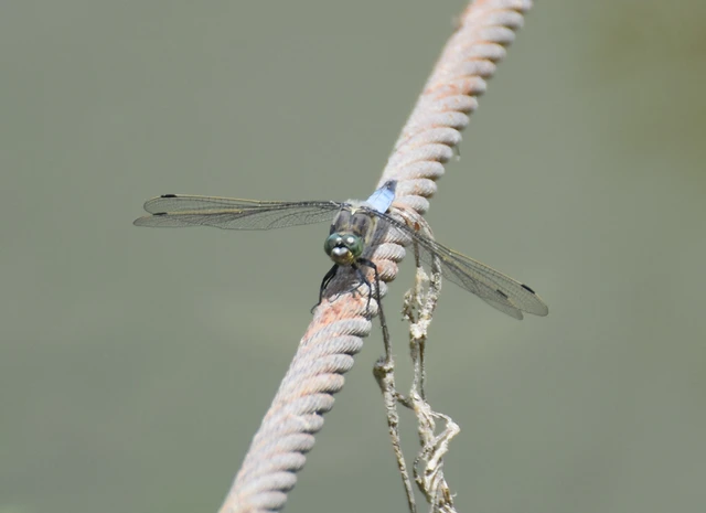 Orthetrum cancellatum - feketefarkú pásztorszitakötő