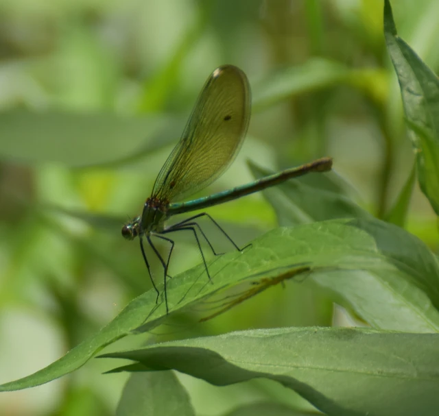 Calopteryx splendens - sávos szitakötő